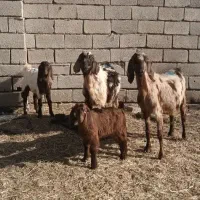 دوعدد بز ننه بالاجوان|حیوانات مزرعه|اردبیل, |دیوار