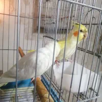 عروس هلندی لوتینو جوجه