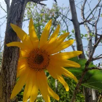 منزل واقع در فردوسی جنوبی