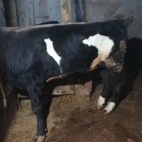 گوساله نر عالی درجه یک|حیوانات مزرعه|کوراییم, |دیوار