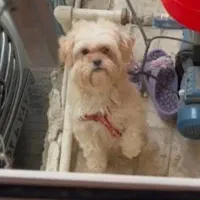 سگ شیتزو کراس ماده اصل