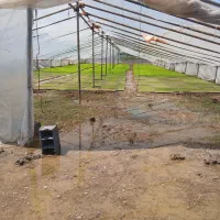 بانک نشا جوهاشمی درجه یک فلاح دوست