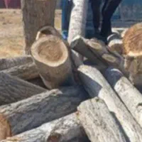 خرید چوب نقدی|خدمات باغبانی و درختکاری|شیراز, دوکوهک|دیوار