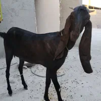 بز ماده پاکستانی باردار