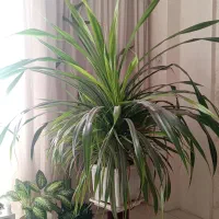 فروش گل بزرگ