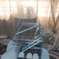 یک عدد قفس بزرگ ۹۰۰