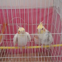 عروس  هلندی