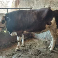 نووَر