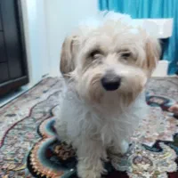 سگ پودل|سگ|سلامی, |دیوار