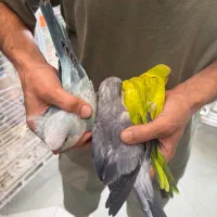 جشنواره تخفیفات داغ تابستونی طوطیسانان