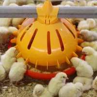 استخدام و سرایداری