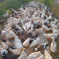 فروش اردک گوشتی