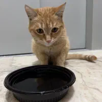 گربه پیدا شده|حیوانات|تهران, هفده شهریور|دیوار