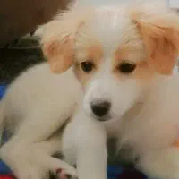 واگذاری سگ دوماهه