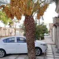 فروش مغازه خیابان اصلی اسکان