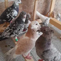 کبوتر