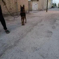 سگ ماده ژرمن