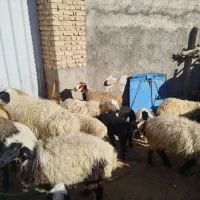 ۱۰راس میش زاییده|حیوانات مزرعه|مهریز, |دیوار