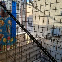 گنجه کفتر..مرغ