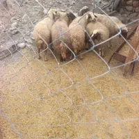 گوسفند