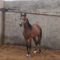 اسب عرب مصری با مدارک