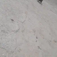 مرغ خروس