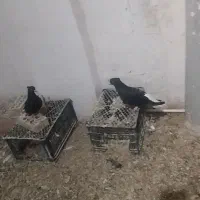 یک جفت زاغ دم‌سفید