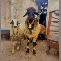 گوسفند فوری در محل زنده ،،تمام نقاط