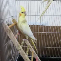 عروس هلندی لوتینو چشم شرابی|پرنده|ماهدشت, |دیوار