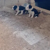 توله پیت بول