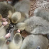 جوجه غاز محلی زیر پر در اومدن خیلی سرحال