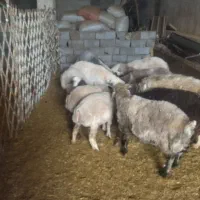 بره نروماده