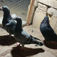 کبوتر زاجر