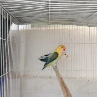 طوطی برزیلی یووینگ|پرنده|شیراز, شهرک گلستان|دیوار