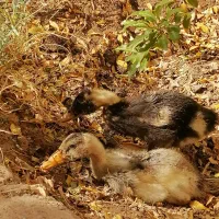 جوجه اردک 40 روزه|حیوانات مزرعه|قم, پردیسان|دیوار