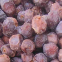 فروش خرما گنتار