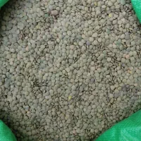 عدس دیم درشت بوجاری شده خلخال|عمدهفروشی|خلخال, |دیوار