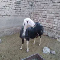 بره قوچ قره چال
