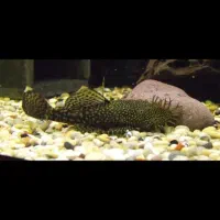 کت پوزه بوته ای مولد نر و ماده