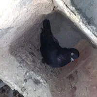 ۴عدد کبوتر پرشی کله ای ها جفت اون یکی ها نر|پرنده|بکتاش, |دیوار