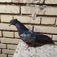 دو عدد جوجه سینه سیاه پرشی
