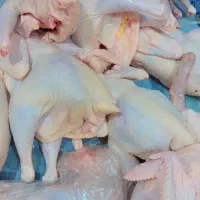 مرغ محلی پرکنده دونه270رب انارشیره220عدس130|خوردنی و آشامیدنی|دوگنبدان, |دیوار