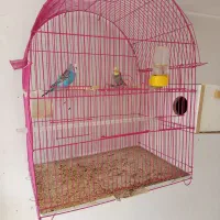 مرغ عشق های مولد با قفس|پرنده|سقز, |دیوار