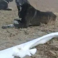 سگ نر|سگ|سلفچگان, |دیوار