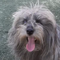 تِرییِر رنگ خاص|سگ|تهران, افسریه جنوبی|دیوار