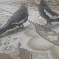 عروس هلندی سخنگو سالم  وتندرست