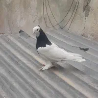 ماده طوقی سیاه