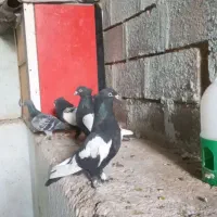 کبوتر سینه سیاه و سینه آبی نر