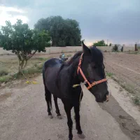 یک راس مادیان سیاه دوساله سرحال نژاد کرد