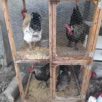 فروش خروس مرندی پا پری و محلی